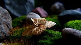 性質(zhì),植物,干