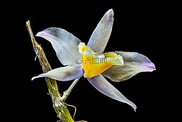 蘭花,野生蘭花,開花