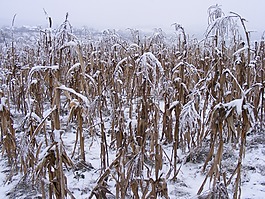 冬天,雪,植物