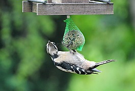 啄木鳥,大斑的啄木鳥,鳥