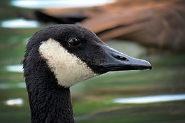 鵝,加拿大,動物