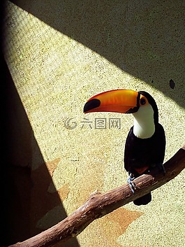 大嘴鳥,坐,動物園