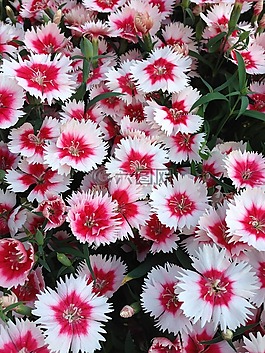 香石竹,開花,花