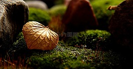 性質(zhì),干,葉