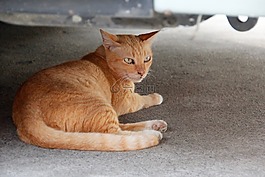 猫,泰国,爪