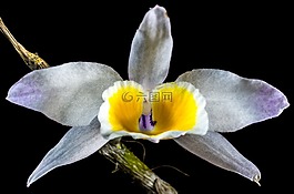 蘭花,野生蘭花,開花