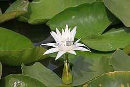 海鷗,湖,百合花