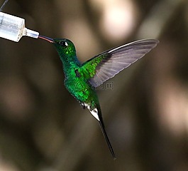 古巴,蜂鳥,花蜜