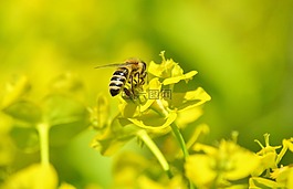 蜜蜂,昆蟲,開花