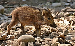 野豬,launchy,wildpark 地點(diǎn)