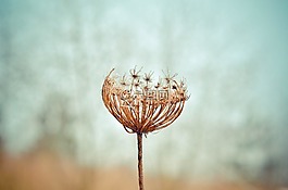 蒲公英,花,植物