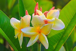 花,素馨花,詳細信息