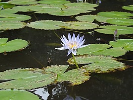 百合,啟示,佛