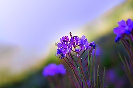 花卉,性質(zhì),春