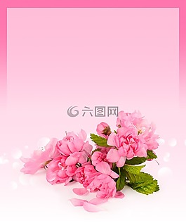 卡,樱桃,背景