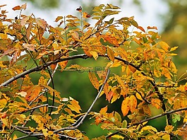 葉子,分支機(jī)構(gòu),植物