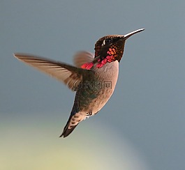 古巴,蜂鳥,蜜蜂的蜂鳥