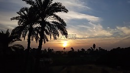 日出,棕櫚樹,上午