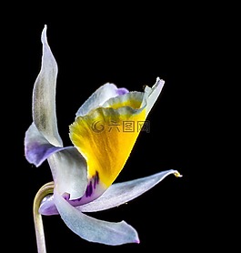 蘭花,野生蘭花,開花