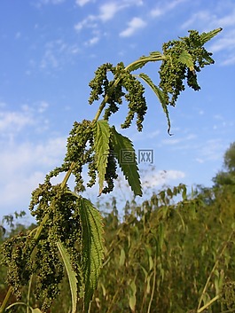 蕁麻,綠色,成熟