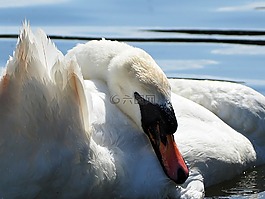 天鵝,湖,公園