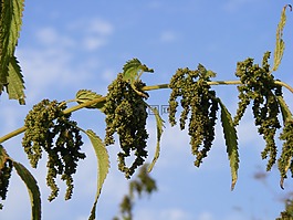 蕁麻,綠色,成熟