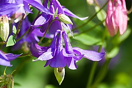 鴿的,花,開花