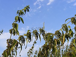 蕁麻,綠色,成熟