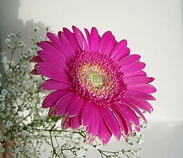非洲菊,切花,粉紅色