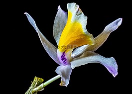蘭花,野生蘭花,開花