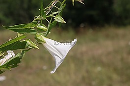 荬,旋花,攀登