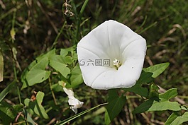 荬,旋花,攀登