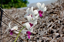 蘭花,開花,花