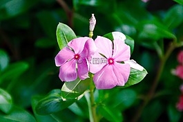 蘭花,開花,花