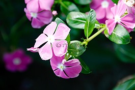 蘭花,開(kāi)花,花