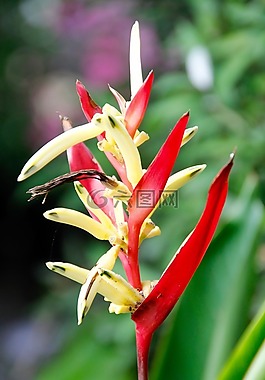 蘭花,開(kāi)花,花