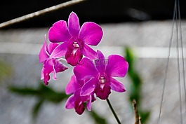 蘭花,開(kāi)花,花