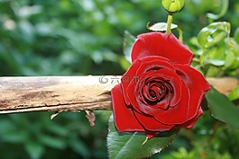 玫瑰,紅色,花