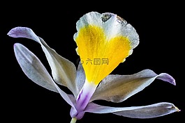 蘭花,野生蘭花,開花