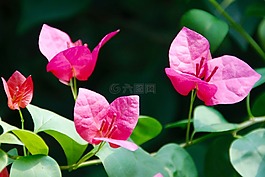 蘭花,開花,花