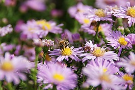 花,蜜蜂,自然
