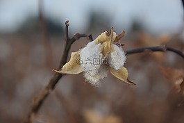 棉花,秋天,農(nóng)業(yè)