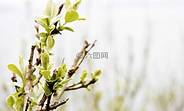 芽,性質(zhì),景觀