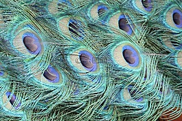 孔雀羽毛,孔雀,鳥