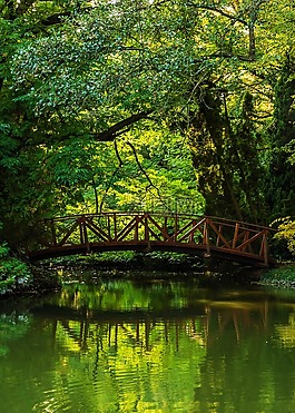 橋,森林,性質(zhì)