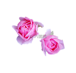 玫瑰,花,春