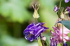鴿的,花,開(kāi)花