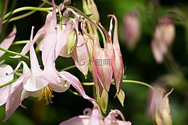 鴿的,花,開花