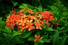 鮮花,綠色,植物