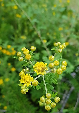 大自然,植物,鮮花